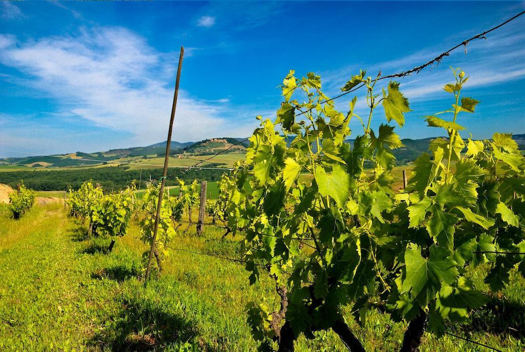 Agriturismo Il Canterino Guardistallo Ngoại thất bức ảnh