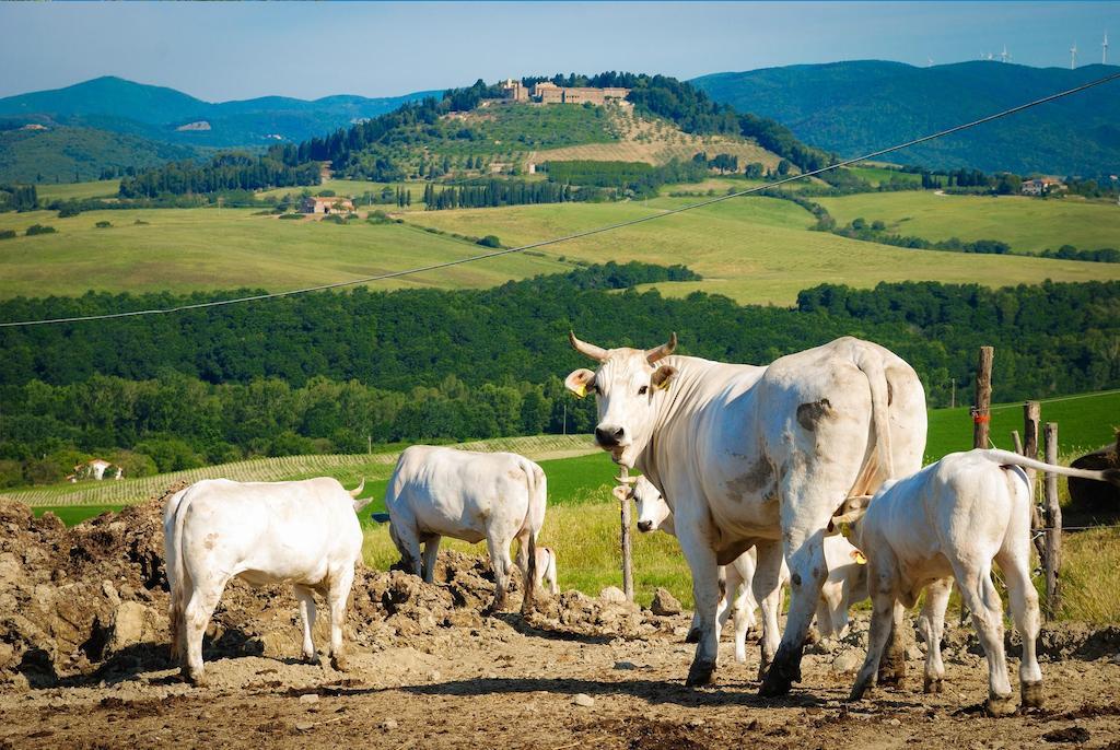 Agriturismo Il Canterino Guardistallo Ngoại thất bức ảnh